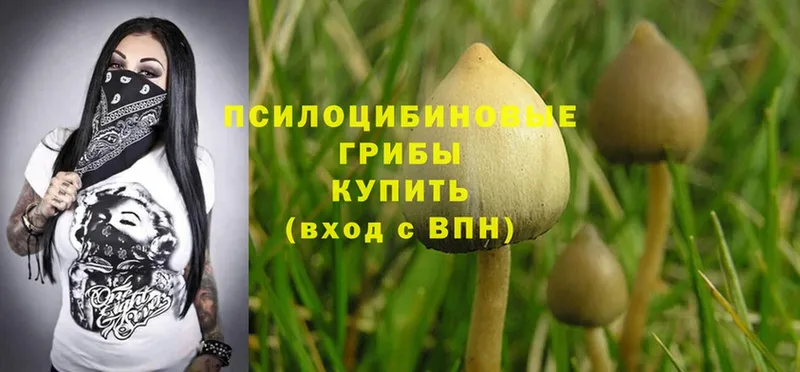 KRAKEN вход  Бежецк  Псилоцибиновые грибы MAGIC MUSHROOMS 